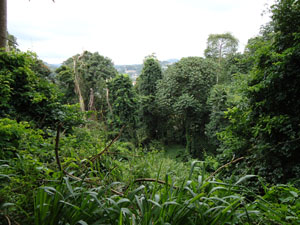 Scenery at Udawatta Kele forest